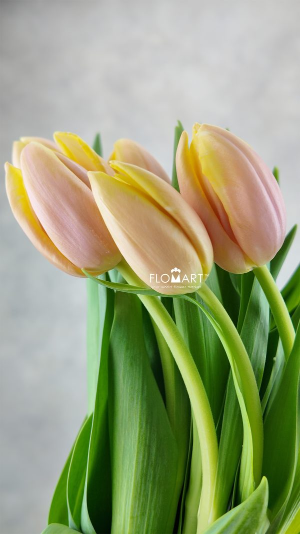 Tulip single Mango Charm