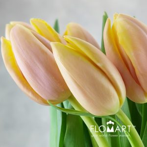 Tulip single Mango Charm - Image 2