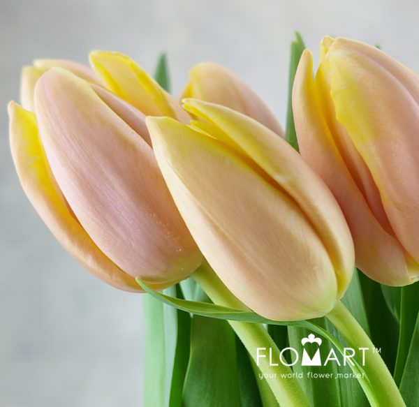 Tulip single Mango Charm