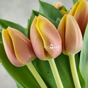 Tulip single Marit