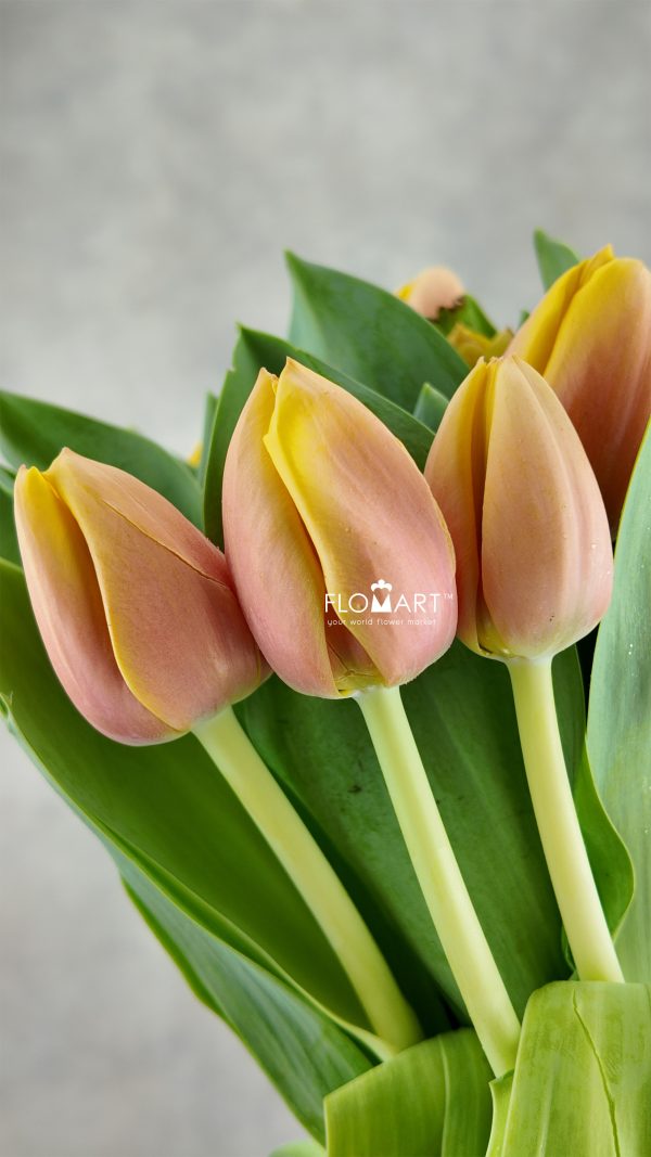 Tulip single Marit