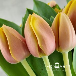 Tulip single Marit - Image 2