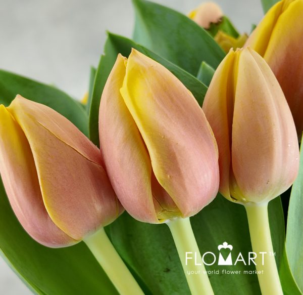 Tulip single Marit
