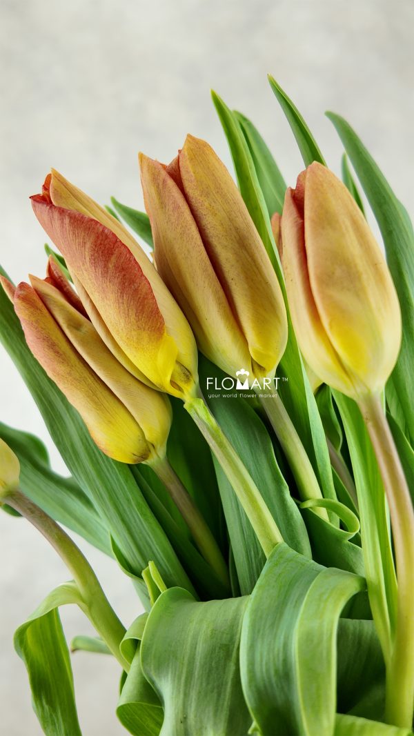Tulip single Melbourne