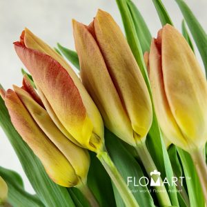 Tulip single Melbourne - Image 2