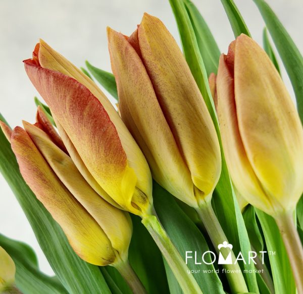 Tulip single Melbourne