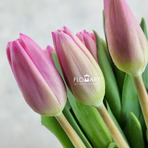 Tulip single Milkshake