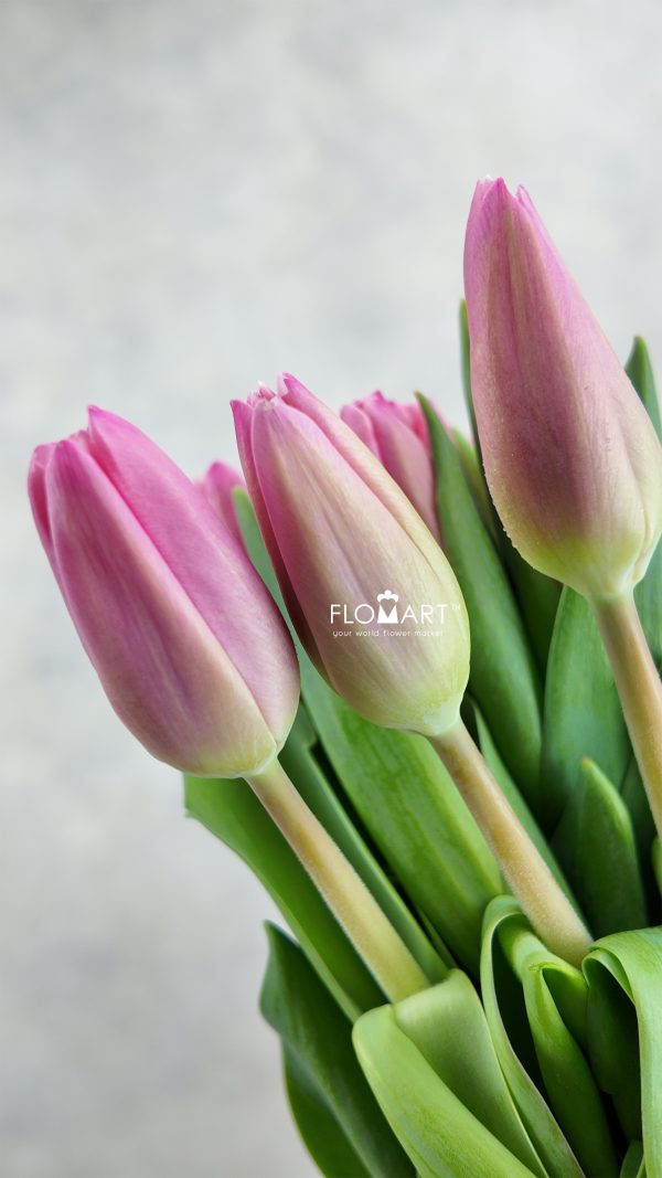 Tulip single Milkshake