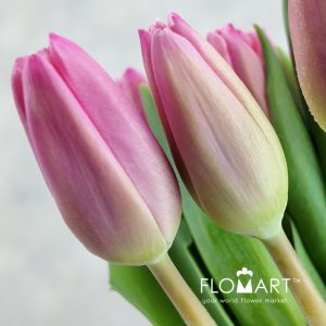 Tulip single Milkshake - Image 2