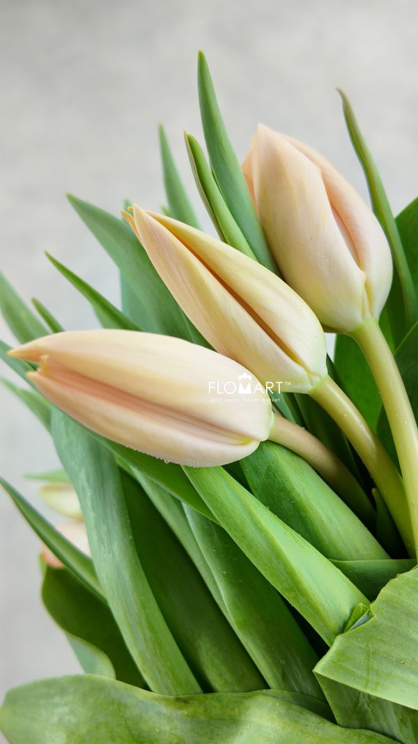 Tulip single Nel Boots