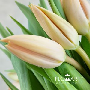 Tulip single Nel Boots - Image 2