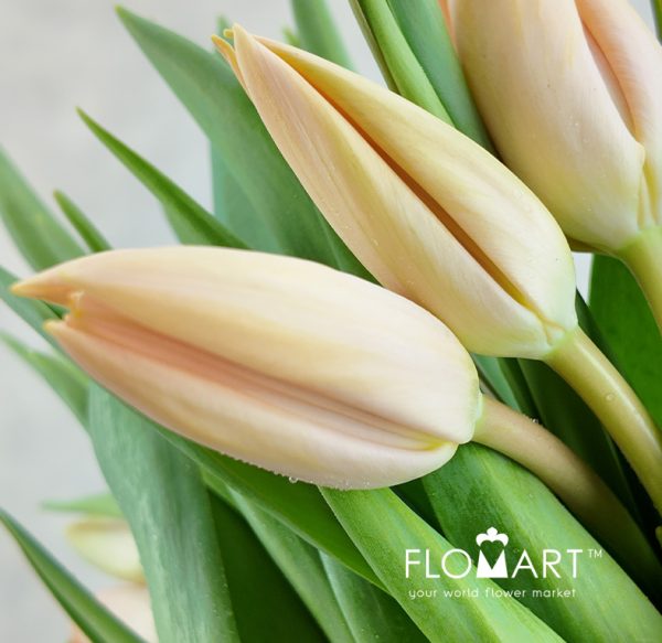 Tulip single Nel Boots