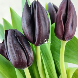 Tulip single Nightshade