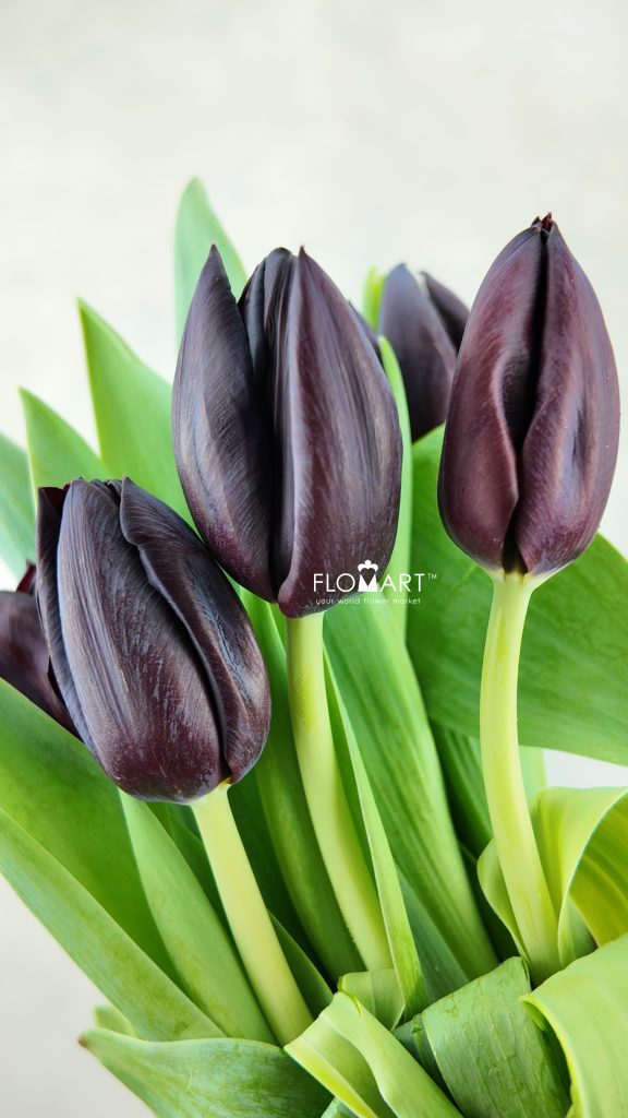 Tulip single Nightshade