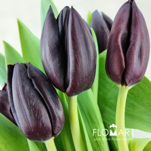 Tulip single Nightshade - Image 2