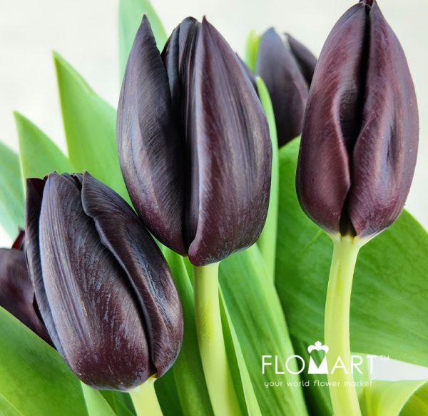 Tulip single Nightshade