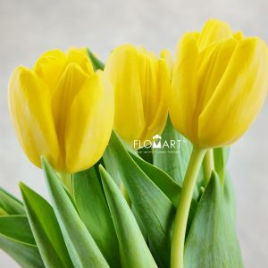 Tulip single Novi Sun
