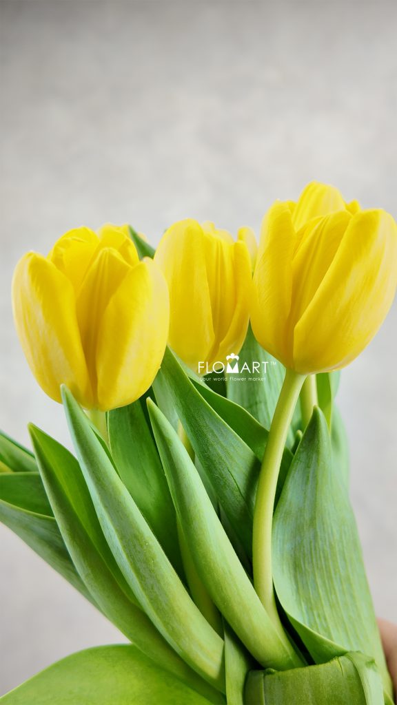 Tulip single Novi Sun