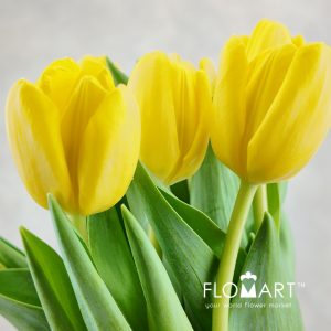 Tulip single Novi Sun - Image 2