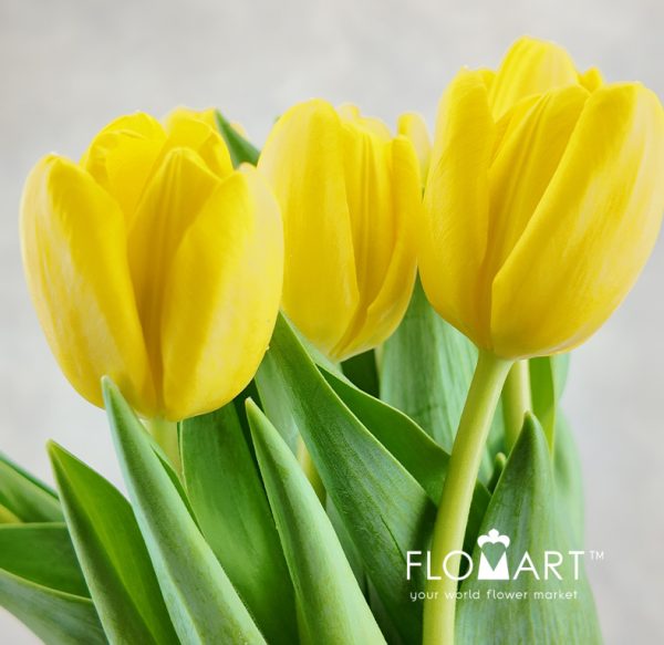 Tulip single Novi Sun