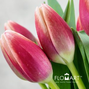 Tulip single Outfit - Image 2