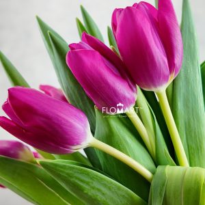 Tulip single Pink Ardour
