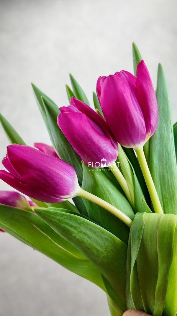 Tulip single Pink Ardour