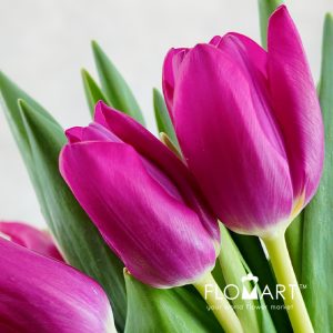 Tulip single Pink Ardour - Image 2