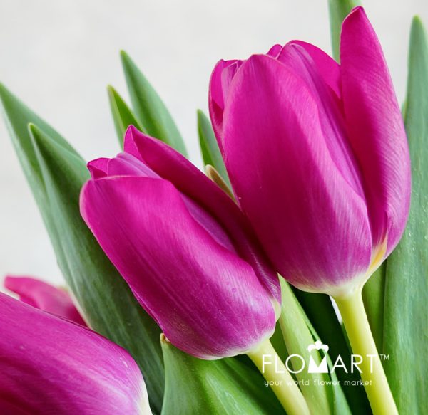 Tulip single Pink Ardour