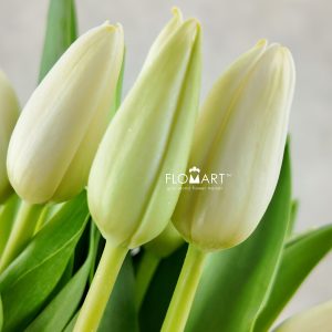 Tulip single Polestar