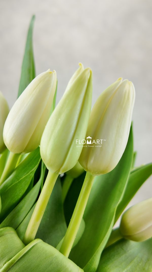 Tulip single Polestar