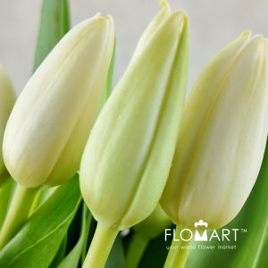 Tulip single Polestar - Image 2