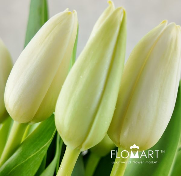 Tulip single Polestar