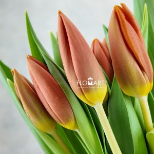 Tulip single Princess Catharina Amalia