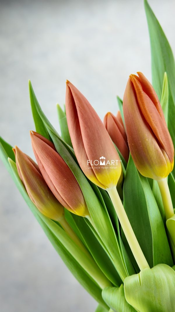 Tulip single Princess Catharina Amalia Tulip single Princess Catharina Amalia