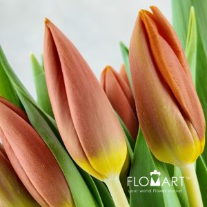 Tulip single Princess Catharina Amalia - Image 2
