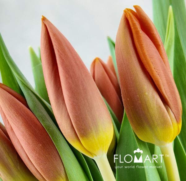 Tulip single Princess Catharina Amalia