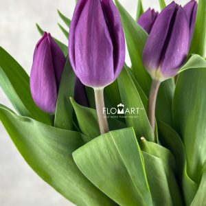 Tulip single Purple Prince