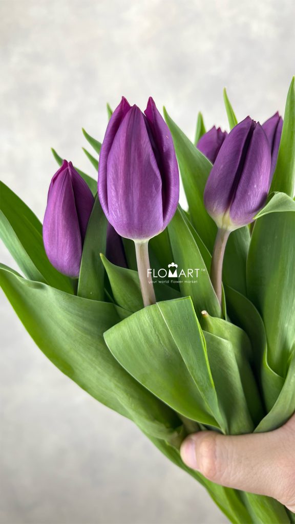 Tulip single Purple Prince