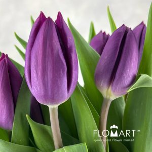 Tulip single Purple Prince - Image 2