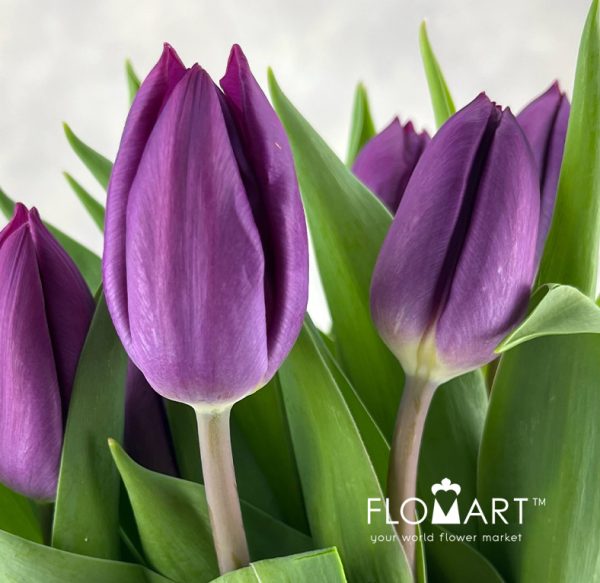Tulip single Purple Prince