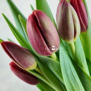 Tulip single Rescue