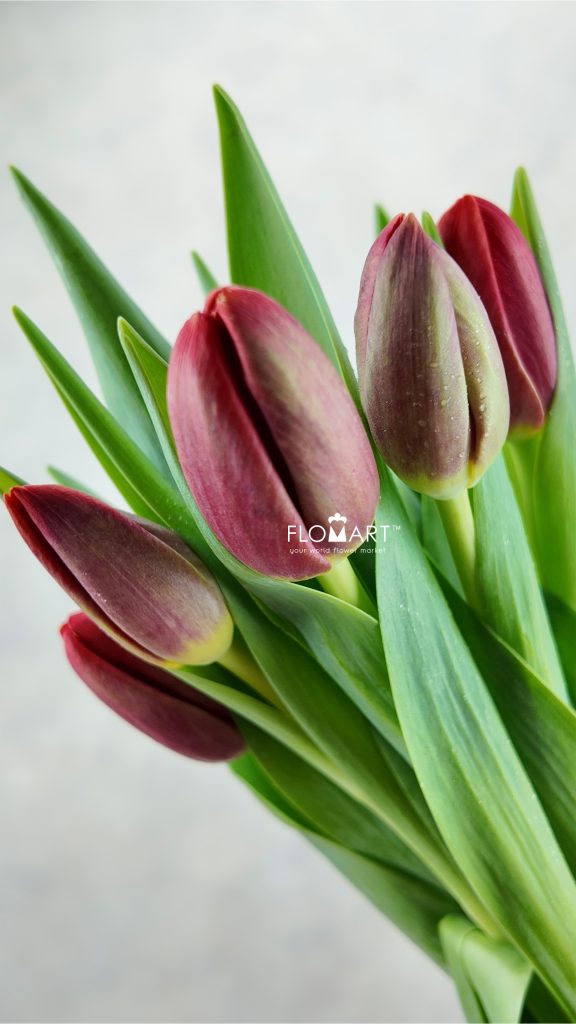 Tulip single Rescue