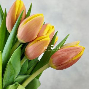 Tulip single Rms Li