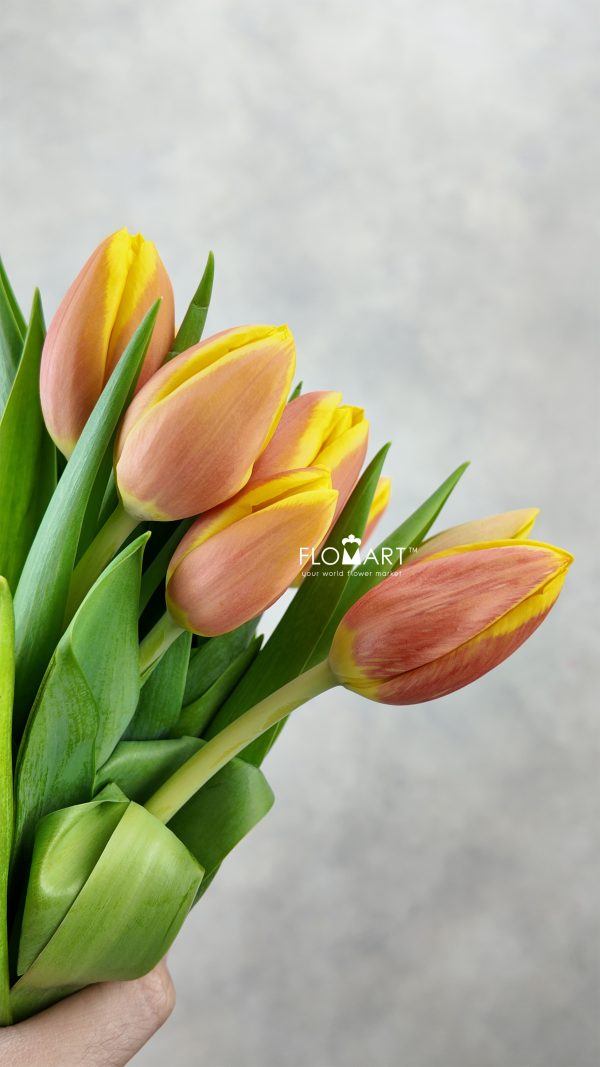 Tulip single Rms Li