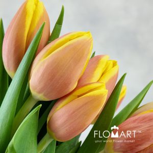 Tulip single Rms Li - Image 2