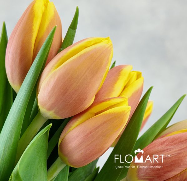 Tulip single Rms Li