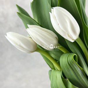 Tulip single Royal Virgin