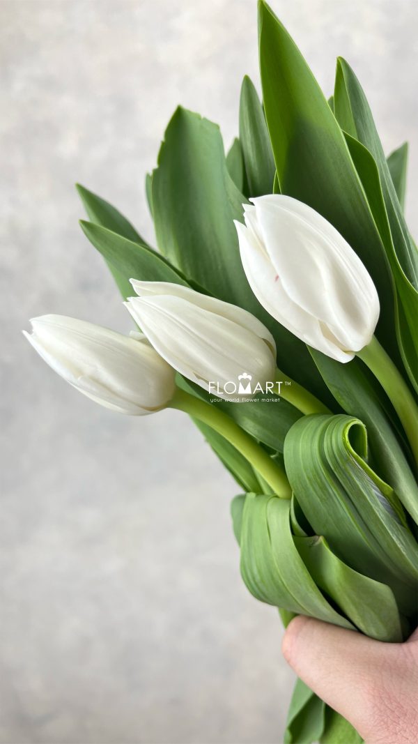 Tulip single Royal Virgin