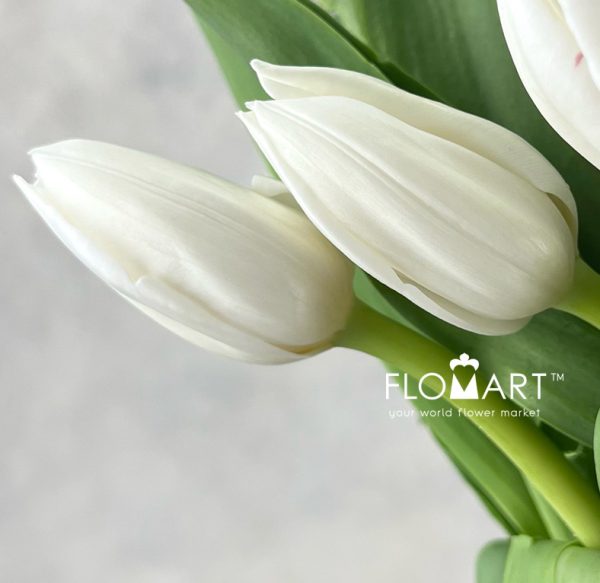 Tulip single Royal Virgin